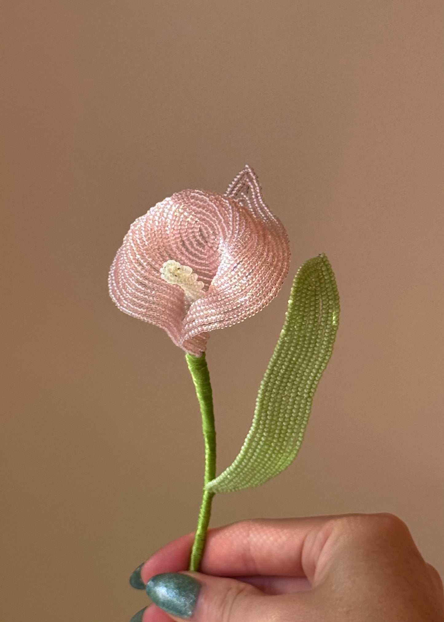 single calla lily stem