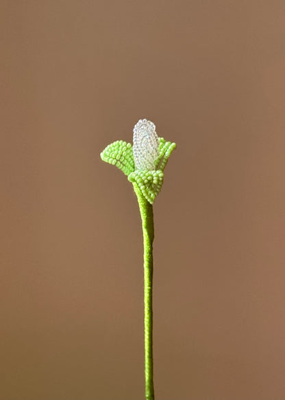 single bud stem