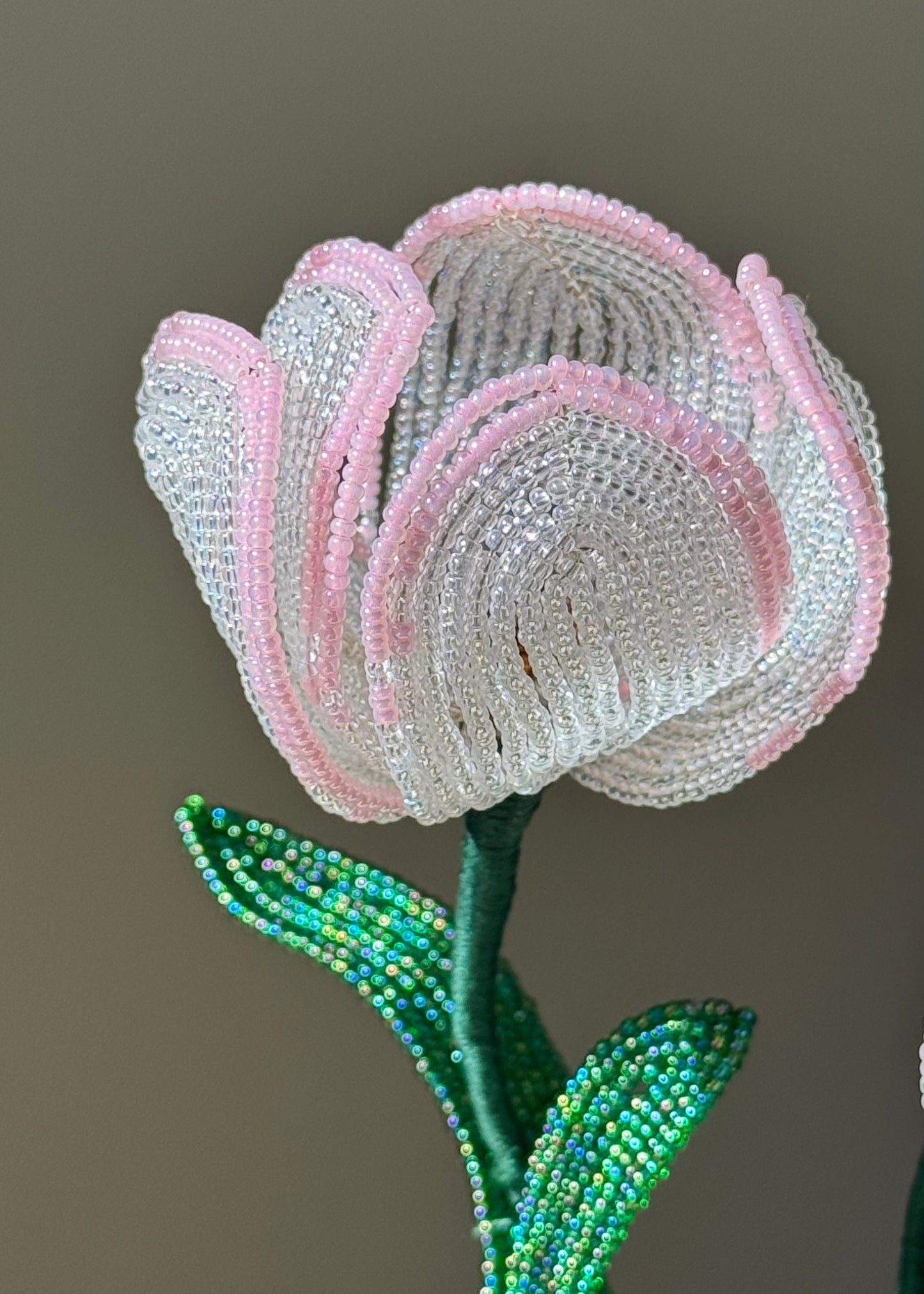 white & pink tulip trio (pre-order)