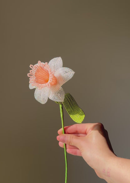 single peach daffodil stem